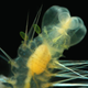 Illustration for article titled Meet the tiny bomber worm that uses glowing decoys to escape predators